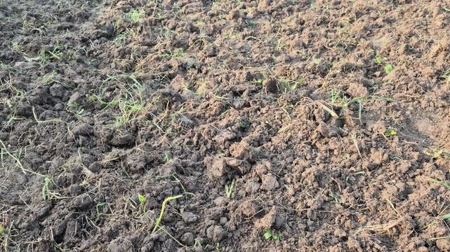​Tilled Soil Texture with Mixed Wild Weeds and Grass Clods