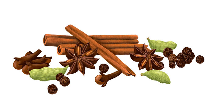 drawing dried bark strips of cinnamon, cardamon seeds, satr anise, dried cloves and pepper, spices isolated at white background, hand drawn illustration