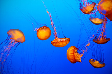 jelly fish in aquarium © Norman