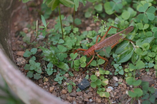 Grillo cricket
