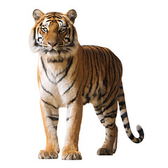 Obraz premium Tiger standing isolated on white background looking forward