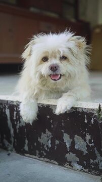 a Small cute dog is smiling at the camera while sitting. 4K vertical footage. Natural light. Animal background