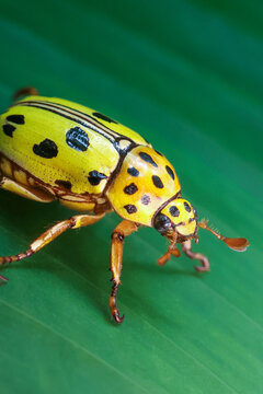 Yellow beetle black spot insect macro green leaf closeup nature wildlife tropical vibrant color detailed texture antenna exoskeleton crawling natural environment outdoor entomology summer garden