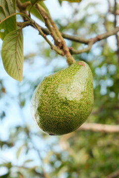 Aguacate avocado