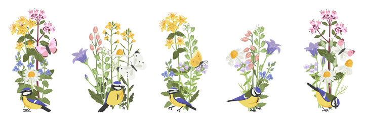 spring flowers and bird, vector drawing wild plants and blue tit at white background, set of floral composition, bellflower, germander speedwell, thyme and daisy, hand drawn botanical illustration © cat_arch_angel