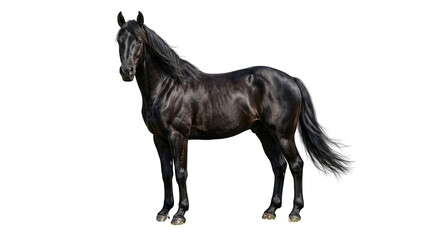Naklejka premium Majestic black horse standing in profile, powerful dark stallion with shiny coat, elegant equestrian animal portrait for ranch and nature concepts isolated PNG with Transparent Background