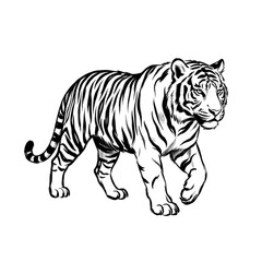 Obraz premium Tiger walking illustration black and white drawing.