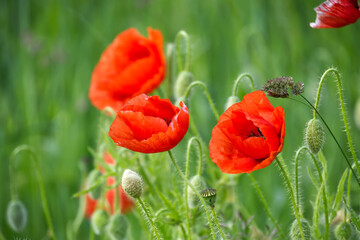 Fototapeta premium Vibrant red poppies bloom in a lush green field on a bright sunny day