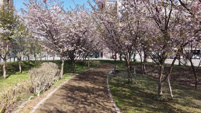 HOKKAIDO, JAPAN.Sakura trees in spring near countryside environment April 26 2026