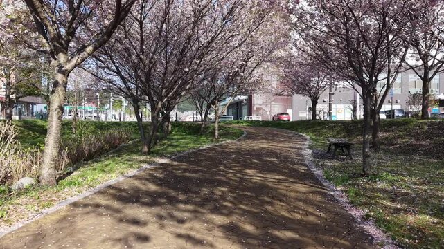 HOKKAIDO, JAPAN.Sakura trees in spring near countryside environment April 26 2026