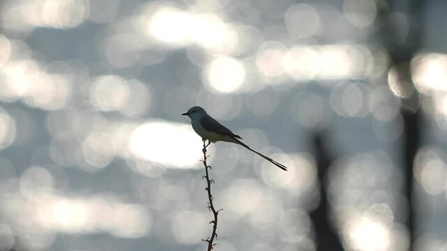 Flycatcher is on a branch with lake backlight