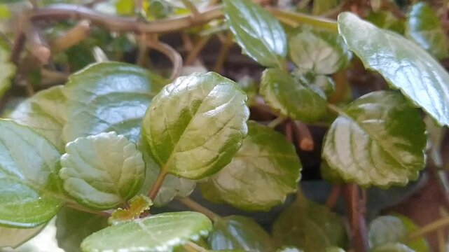 Plectranthus verticillatus plant with lush green leaves growing in a pot