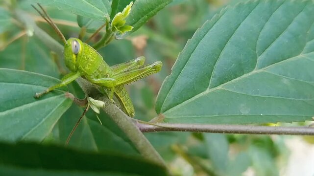 Oxya chinensis green grasshopper resting on a blade of grass