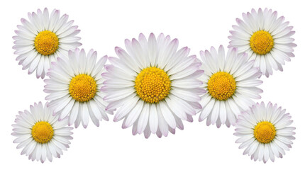 Obraz premium Arrangement of beautiful white daisy flowers isolated on transparent background for various floral design needs.