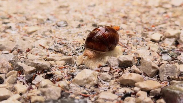 Macro view of a common garden snail with a brown shell moving slowly across a rocky, wet ground. The mollusk glides over the stones