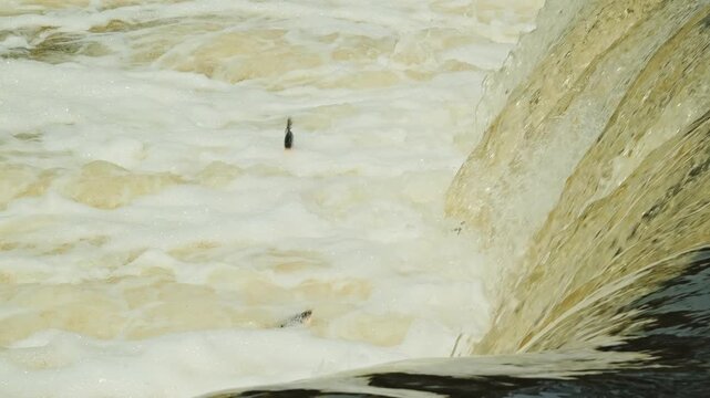 Detailed shot of migratory fish overcoming waterfall currents during spawning