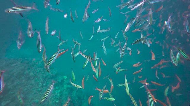 Scuba diving with huge school of three lined fusilier fish in clear turquoise ocean waters of Fiji, South Pacific
