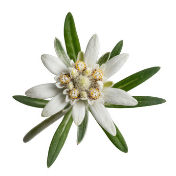 Single edelweiss flower with fuzzy white petals and yellow centers isolated on a transparent background