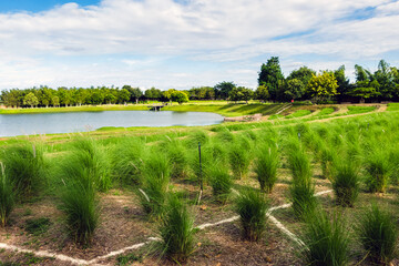 Naklejka premium Beautiful field of Stipa tenuissima or Mexican feather grass growing in lush park by lake. Serene landscape of ornamental green grass meadow near pond. Stipa tenuissima grass field in park with lake.