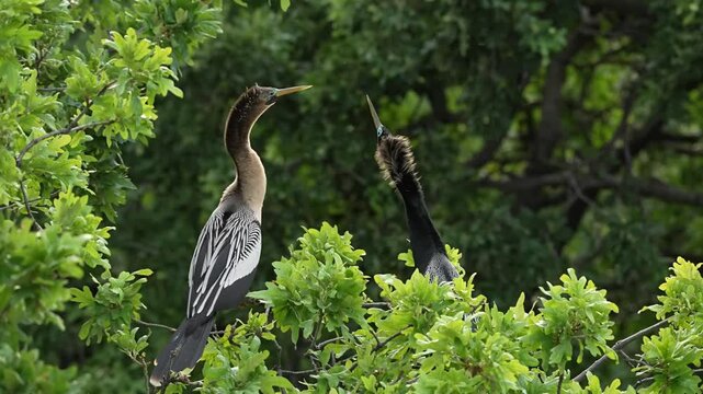 Two Anhinga showing love pose for courtship	