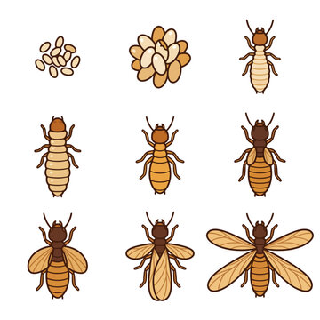Termite Life Cycle and Growth Stages from Eggs to Worker Soldier and Winged Alate
