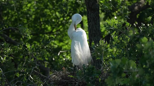 Beautiful Egret is preening its feathers	