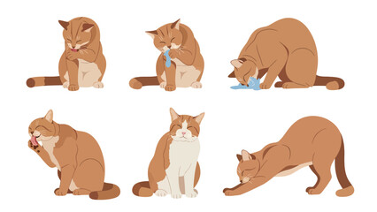 Fototapeta premium Collection of cute ginger and white cats performing various grooming and stretching actions.