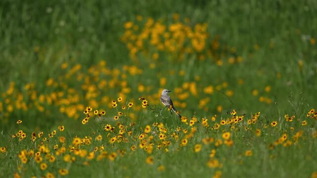 Beautiful flycatcher stands on a wildflower branch	
