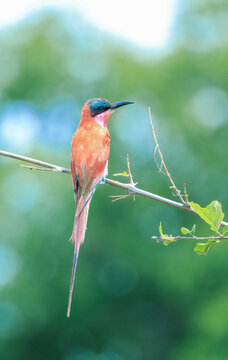 bee-eater birs