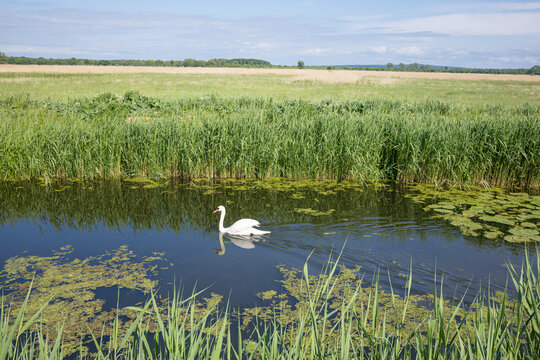 White Swan Swimming on Calm River Surrounded by Reeds and Water Lilies. Scenic countryside landscape featuring a graceful white swan swimming along a narrow river bordered by dense green reeds