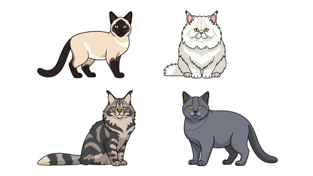 Collection of four different breeds of domestic cats illustrated in a cartoon style.