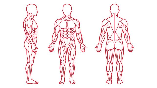 Human anatomy illustration showing muscular system from side, front, and back views.