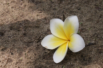frangipani flower plant on farm © CMYK MAKER