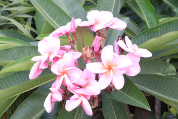 frangipani flower plant on farm © CMYK MAKER