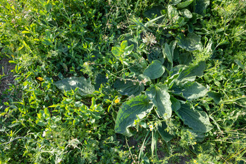 Wild Plantain Leaves in Dense Green Vegetation. Detailed overhead photograph of broadleaf plantain growing naturally among grasses and meadow plants.  © Nadiia