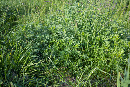 Wild Wormwood Growing in Natural Meadow Vegetation. Close-up view of wild wormwood plants growing densely among green meadow vegetation during the summer season.