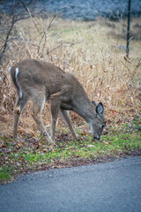 Obraz premium Wildlife and Landscape in the Promised Land State Park