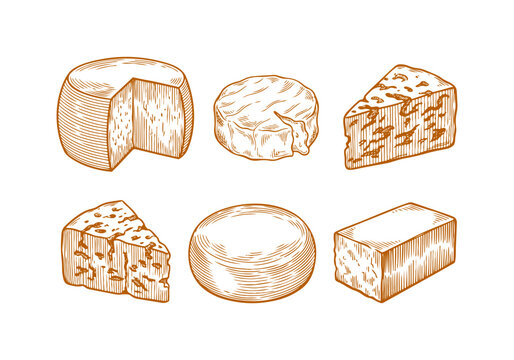 Vintage Cheese Wheel Vector Illustration Hand Drawn Dairy Product Wedge Slice Traditional Production Process Aging Vat Engraving Line Art Sketch For Gourmet Food Design
