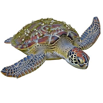 A detailed green sea turtle swimming underwater
