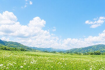 Fototapeta premium green field and blue sky