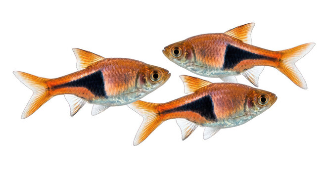 Three Harlequin Rasbora Fish Swimming Together Isolated on White Background