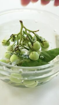 Eggplants and kaffir lime leaves are soaked in water in a small teacup.