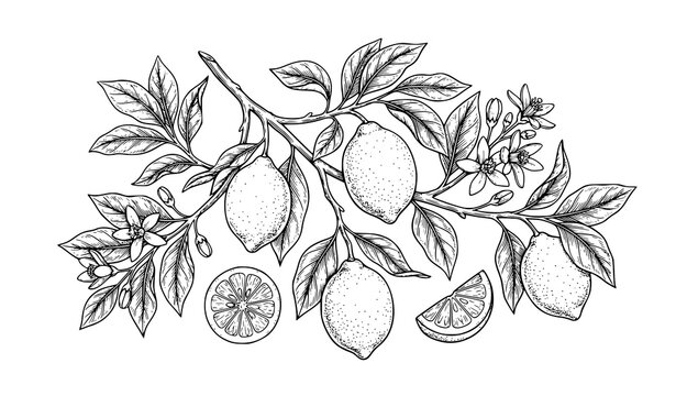 Hand drawn lemon vector illustration with whole fruit halves leaves and flowers