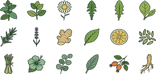 Fototapeta premium Fresh aromatic herbal tea and cooking ingredients vector icon collection featuring mint rosemary ginger lavender chamomile lemon cardamon and ginseng root set