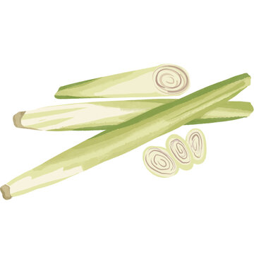 Lemongrass stalks and slices vector illustration, organic citronella herb for traditional cooking and herbal tea, isolated botanical design element
