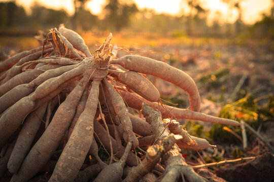 Cassava roots. Sustainable agriculture. Cassava root in tropical farming. Food production and sustainability. Cassava root, staple crop vital for food security, smallholder livelihoods. Tapioca tubers