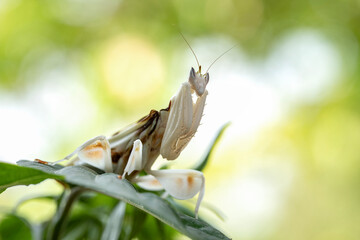 White Orchid mantis (Hymenopus coronatus) It is known by various common names, including walking flower mantis, orchid-blossom mantid and orchid mantis. © Ja