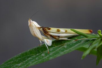 White Orchid mantis (Hymenopus coronatus) It is known by various common names, including walking flower mantis, orchid-blossom mantid and orchid mantis. © Ja