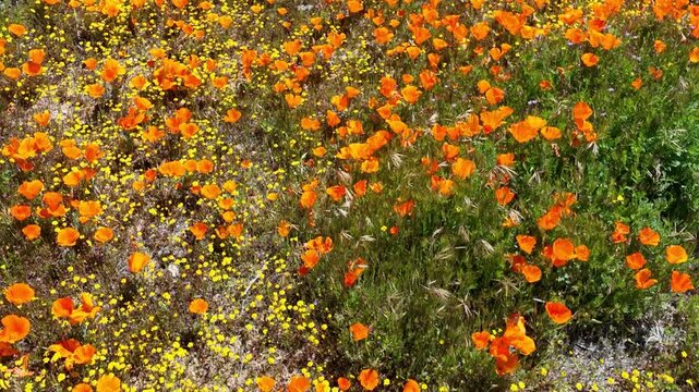 Antelope Valley Poppy and Goldfields Super Bloom Dolly Back in Lancaster California USA