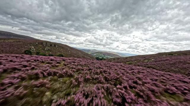 Field of blooming pink heather under dramatic cloudy sky